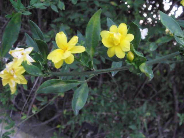 Jasminum mesnyi cv (Oleaceae)